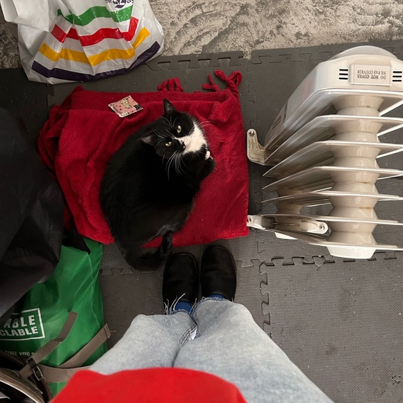 Meet your Posher, Malia - Picture 1 of 1